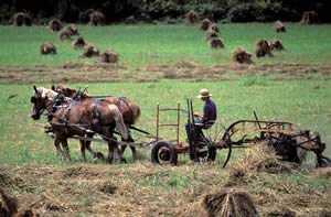 hay making